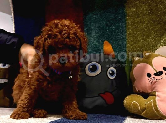 Kore Kan Poodle Mini Yavrular görsel