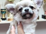 A Klas Şecereli Erkek Chihuahua Yavrusu