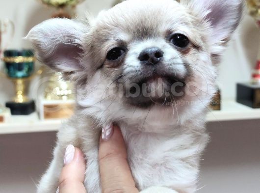 A Klas Şecereli Erkek Chihuahua Yavrusu görsel