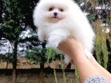 Teddy Bear Garantili Eşsiz Güzellikler