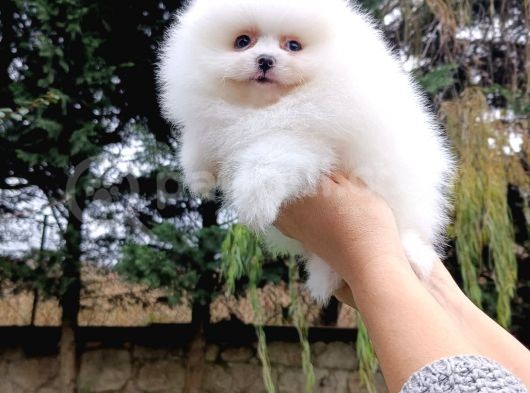 Teddy Bear Garantili Eşsiz Güzellikler görsel