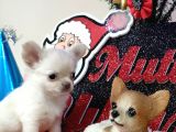 Muhteşem Karakter Erkek Chihuahua Yavrusu