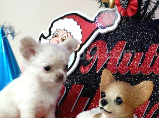 Muhteşem Karakter Erkek Chihuahua Yavrusu görsel