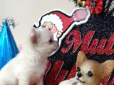 Muhteşem Karakter Erkek Chihuahua Yavrusu