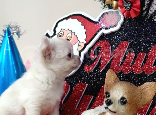 Muhteşem Karakter Erkek Chihuahua Yavrusu görsel