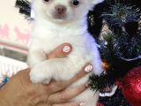 Muhteşem Karakter Erkek Chihuahua Yavrusu
