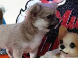 A Klas Şecereli Erkek Chihuahua Yavrusu