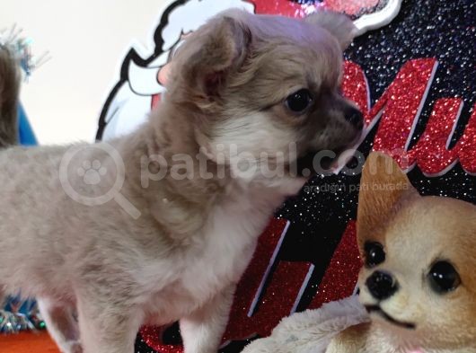 A Klas Şecereli Erkek Chihuahua Yavrusu görsel