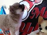 A Klas Şecereli Erkek Chihuahua Yavrusu