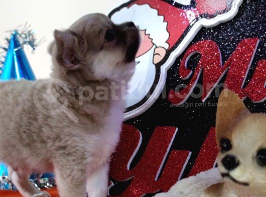 A Klas Şecereli Erkek Chihuahua Yavrusu görsel