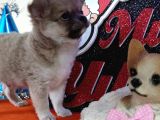 A Klas Şecereli Erkek Chihuahua Yavrusu