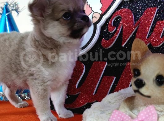A Klas Şecereli Erkek Chihuahua Yavrusu görsel
