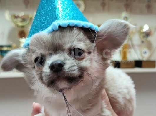 A Klas Şecereli Erkek Chihuahua Yavrusu