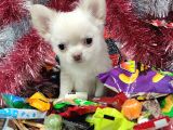 muhteşem karakter erkek chihuahua yavrusu