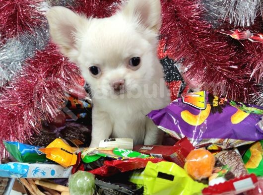 Muhteşem Karakter Erkek Chihuahua Yavrusu