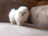 Tedy Bear Pomerian Ayı Surat Yavrularımız