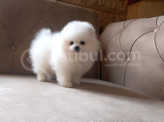 Tedy Bear Pomerian Ayı Surat Yavrularımız görsel