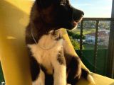 A Kalite Amerikan Akita