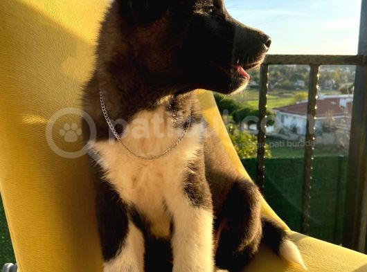 A Kalite Amerikan Akita görsel