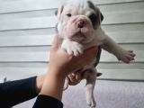 Şeki̇lli̇   İngi̇li̇z  Buldog Yavrulari