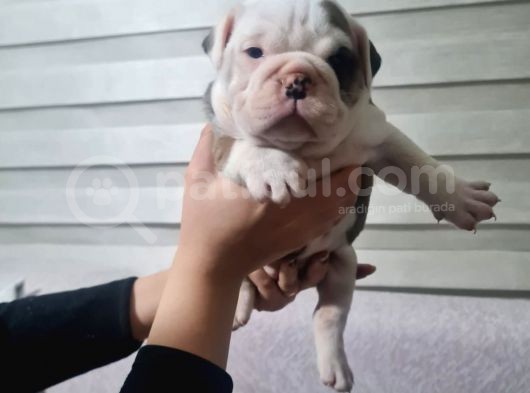 Şeki̇lli̇   İngi̇li̇z  Buldog Yavrulari görsel