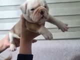 Şeki̇lli̇   İngi̇li̇z  Buldog Yavrulari