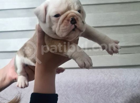 Şeki̇lli̇   İngi̇li̇z  Buldog Yavrulari görsel