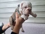 Şeki̇lli̇   İngi̇li̇z  Buldog Yavrulari