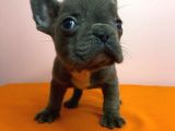 Sıfır Burun French Bulldog Blue