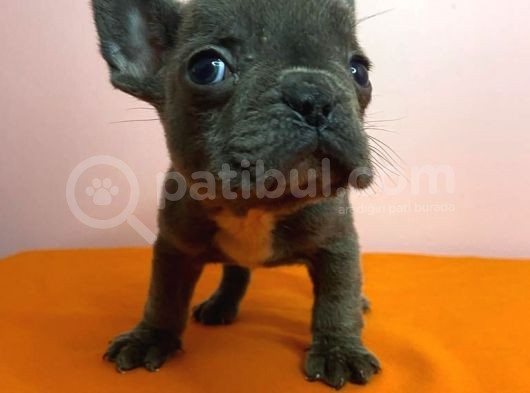 Sıfır Burun French Bulldog Blue görsel