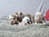 ŞEKİLLİ   İNGİLİZ  BULDOG YAVRULARI