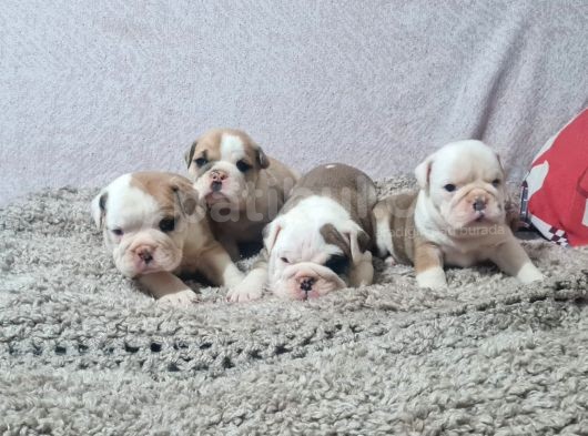 Şeki̇lli̇   İngi̇li̇z  Buldog Yavrulari