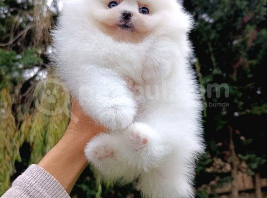 Tedy Bear Pomerian Ayı Surat Yavrularımız görsel