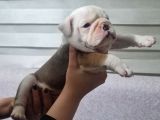 Şeki̇lli̇   İngi̇li̇z  Buldog Yavrulari