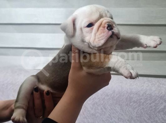 Şeki̇lli̇   İngi̇li̇z  Buldog Yavrulari görsel