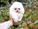 Tedy Bear Pomerian Ayı Surat Yavrularımız