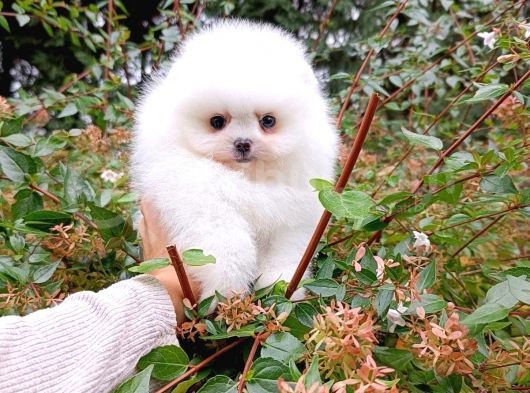 Tedy Bear Pomerian Ayı Surat Yavrularımız görsel