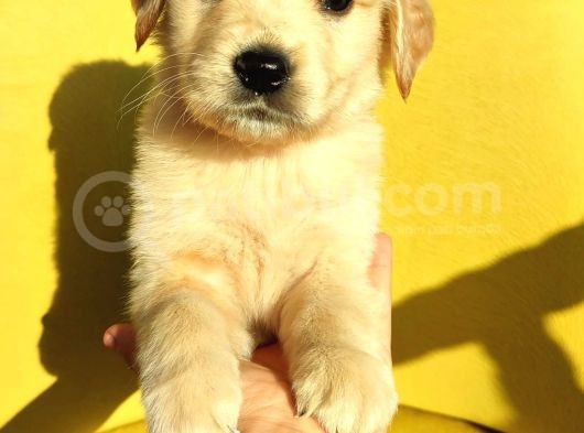 Orjinal Baby Face Golden Retriever görsel