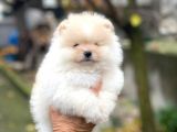 Tedy Bear Pomerian Ayı Surat Yavrularımız