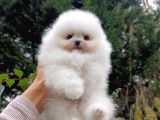 Tedy bear pomerian ayı surat yavrularımız