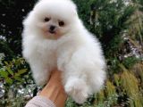 Tedy Bear Pomerian Ayı Surat Yavrularımız