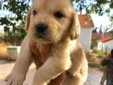 Orjinal Baby Face Golden Retriever