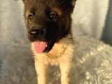 A Kalite Amerikan Akita
