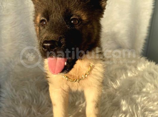 A Kalite Amerikan Akita görsel