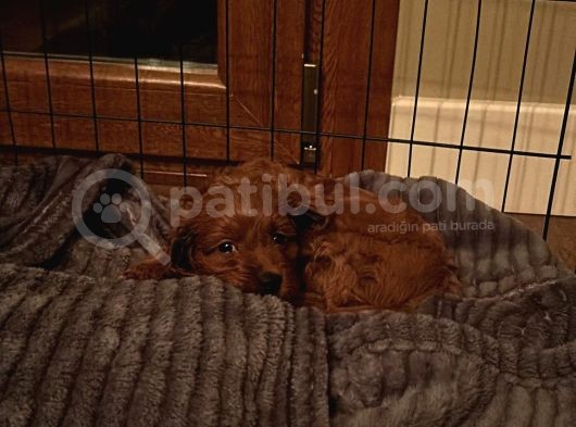 2 Aylık Dünya Güzeli Erkek Toy Poodle