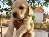 Orjinal Baby Face Golden Retriever
