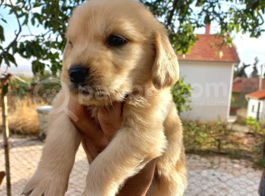 Orjinal Baby Face Golden Retriever görsel