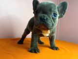 Sıfır Burun French Bulldog Blue