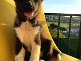 A Kalite Amerikan Akita