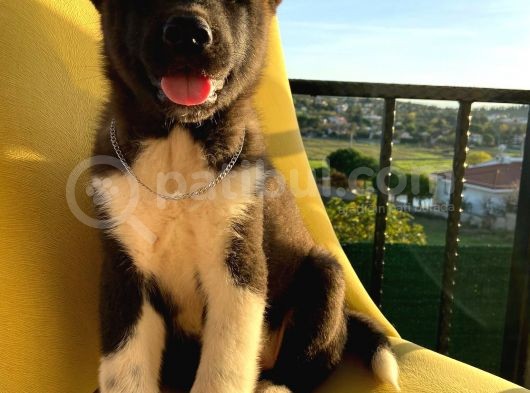 A Kalite Amerikan Akita görsel
